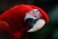 Спят ли птиците, докато летят: Viasat Nature отговаря