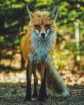 Viasat Nature представя Великите езера на Америка