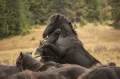 Островът на макаците, Лъвско братство и диви коне На крилете на вятъра по VIASAT NATURE