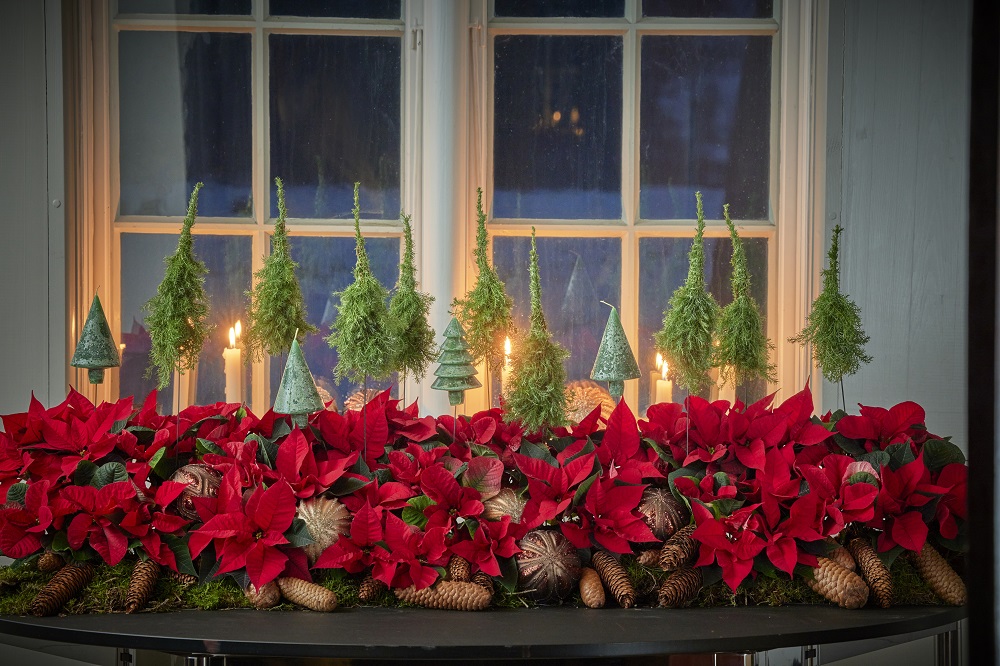 2024 Poinsettia 04000 Cosy Cottage Charm 36 Коледната звезда - история на цветето и идеи за лесна украса